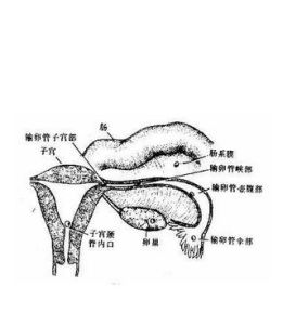 同型異位現象 同型異位現象