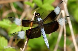 黑寡婦蜻蜓 黑寡婦蜻蜓