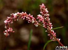 白辣蓼[白辣蓼]