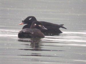 （圖）斑臉海番鴨