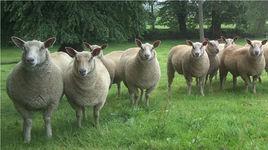 夏洛萊羊 夏洛萊羊