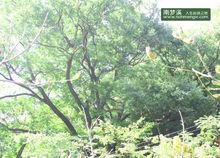 南夢溪 榔榆 千年 古樹