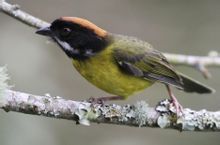 白翅藪雀 白翅藪雀