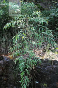蒲桃葉懸鉤子 蒲桃葉懸鉤子