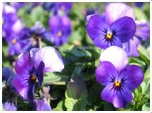 新疆香堇 新疆香堇