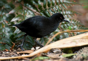 亨島田雞 亨島田雞