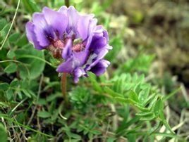 肖拉拉藤組 肖拉拉藤組