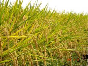 新兩優六號 新兩優六號