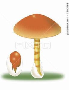 橙蓋鵝膏 橙蓋鵝膏