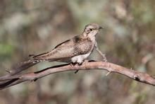 淡色杜鵑 淡色杜鵑