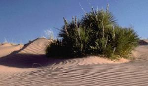 （圖）《土地荒漠化監測方法》