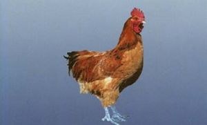 邊雞（公雞）