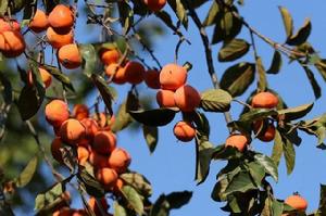 仰韶牛心柿 仰韶牛心柿