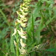 阜平黃堇 阜平黃堇