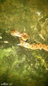 絞花林蛇 絞花林蛇