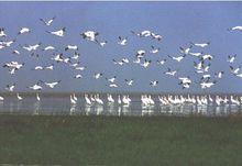 冬季望湖亭前的候鳥群