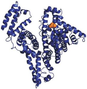 血清蛋白 血清蛋白