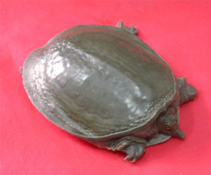 華雙身蟲屬 華雙身蟲屬