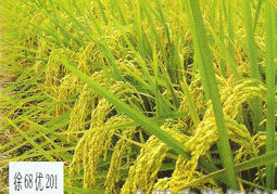 徐68優201 徐68優201