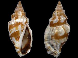 精緻睫毛鳳凰螺2