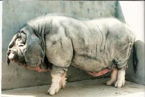 嘉定梅山豬 嘉定梅山豬