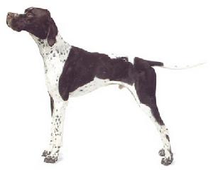 矮腳硬長毛獵犬