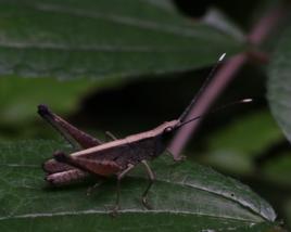 長角佛蝗 長角佛蝗