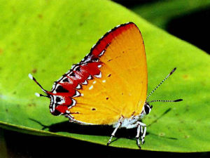 濃紫彩灰蝶 濃紫彩灰蝶