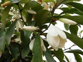 晚春含笑[中國專利觀賞性植物]