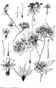 亮毛杜鵑（原變種）