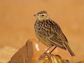 雲雀薩哈林亞種 雲雀薩哈林亞種