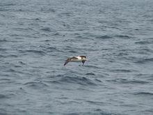 短尾信天翁5-亞成鳥和成鳥