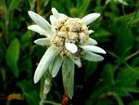 美頭火絨草疏苞變種 美頭火絨草疏苞變種