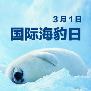 國際海豹節 國際海豹節