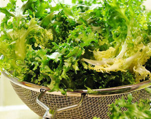 闊葉裂葉苔 闊葉裂葉苔