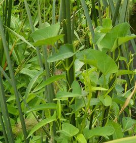 黃藤葉[黃藤葉]