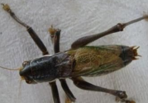 彎額米蝦 彎額米蝦