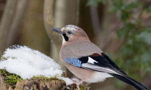 松鴉甘肅亞種 松鴉甘肅亞種