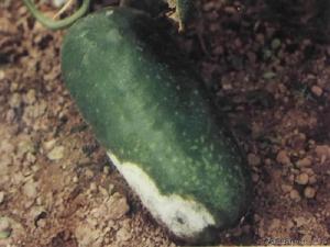 金瓜綿疫病 金瓜綿疫病