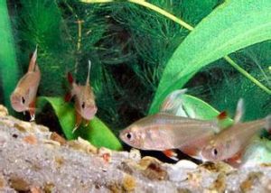 布里氏魮 布里氏魮