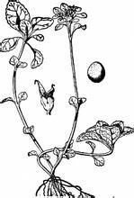 異葉金腰 異葉金腰