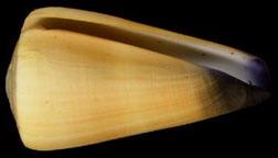 玉女捻螺 玉女捻螺