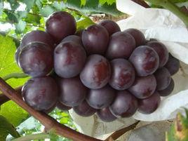 大粒葡萄 大粒葡萄