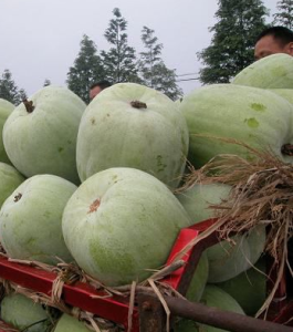 紅運南瓜 紅運南瓜