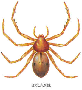 紅棕逍遙蛛