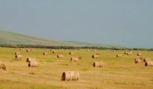 弘吉刺部 弘吉刺部