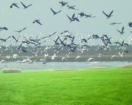 鄱陽湖濕地 鄱陽湖濕地