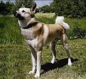 西西伯利亞萊卡犬