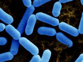 副乾酪乳桿菌 副乾酪乳桿菌