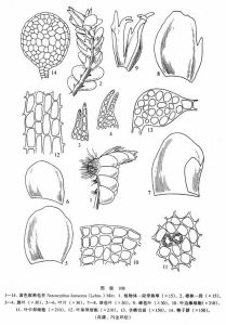 黃色假蒴苞苔 黃色假蒴苞苔
